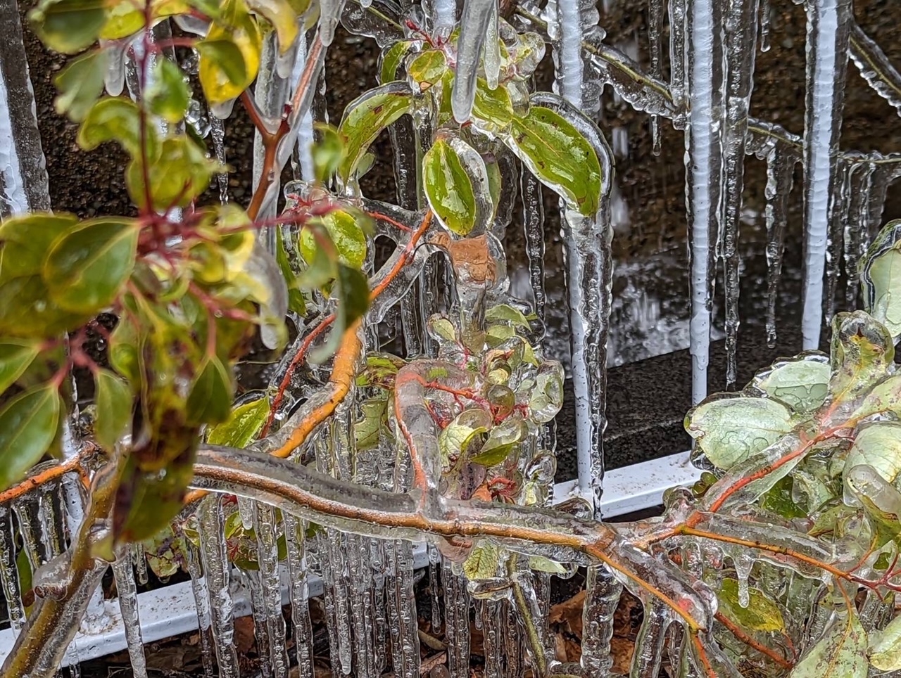 ステップガーデンの植物が氷の衣を纏う珍しい光景がみられました